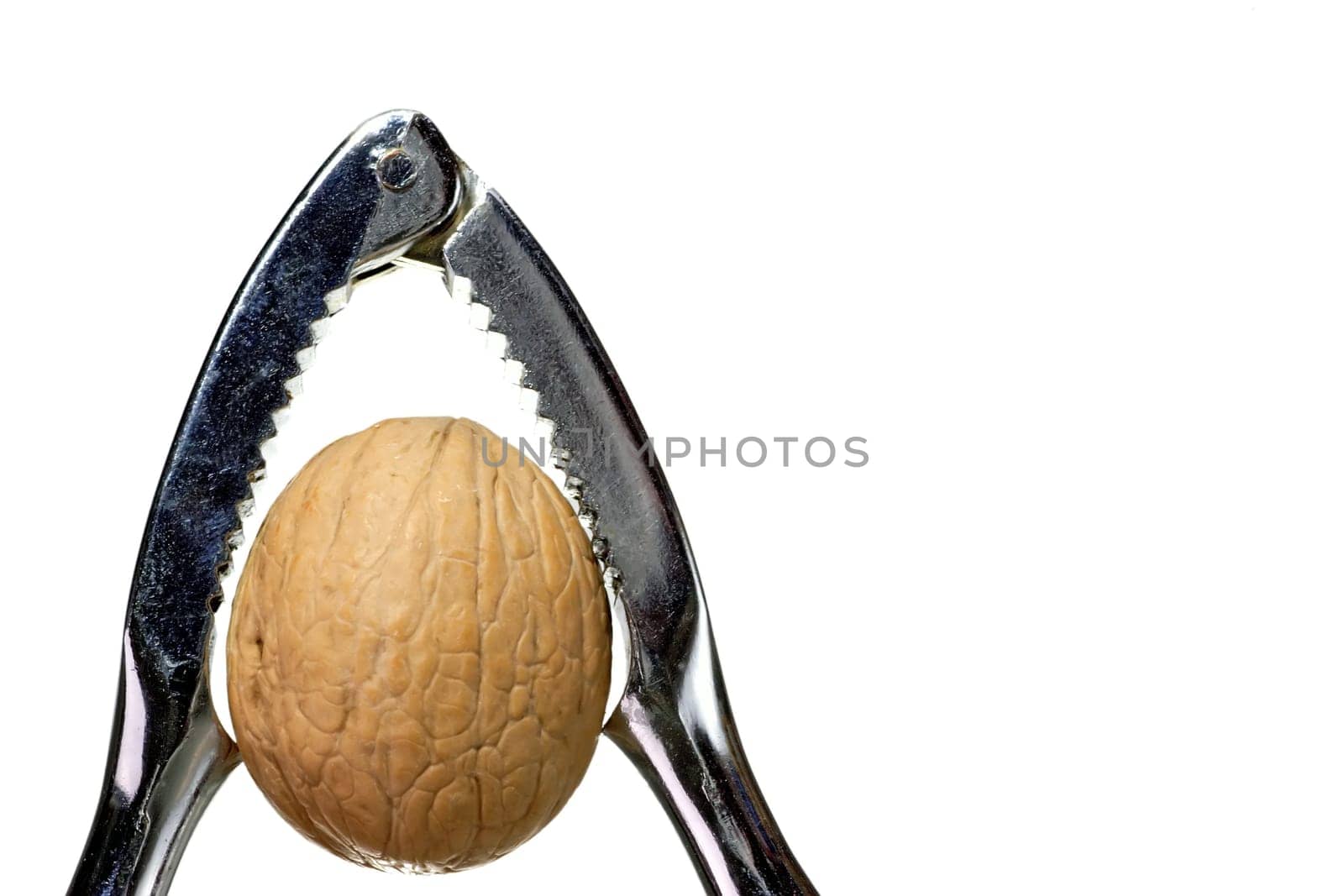 The Nut