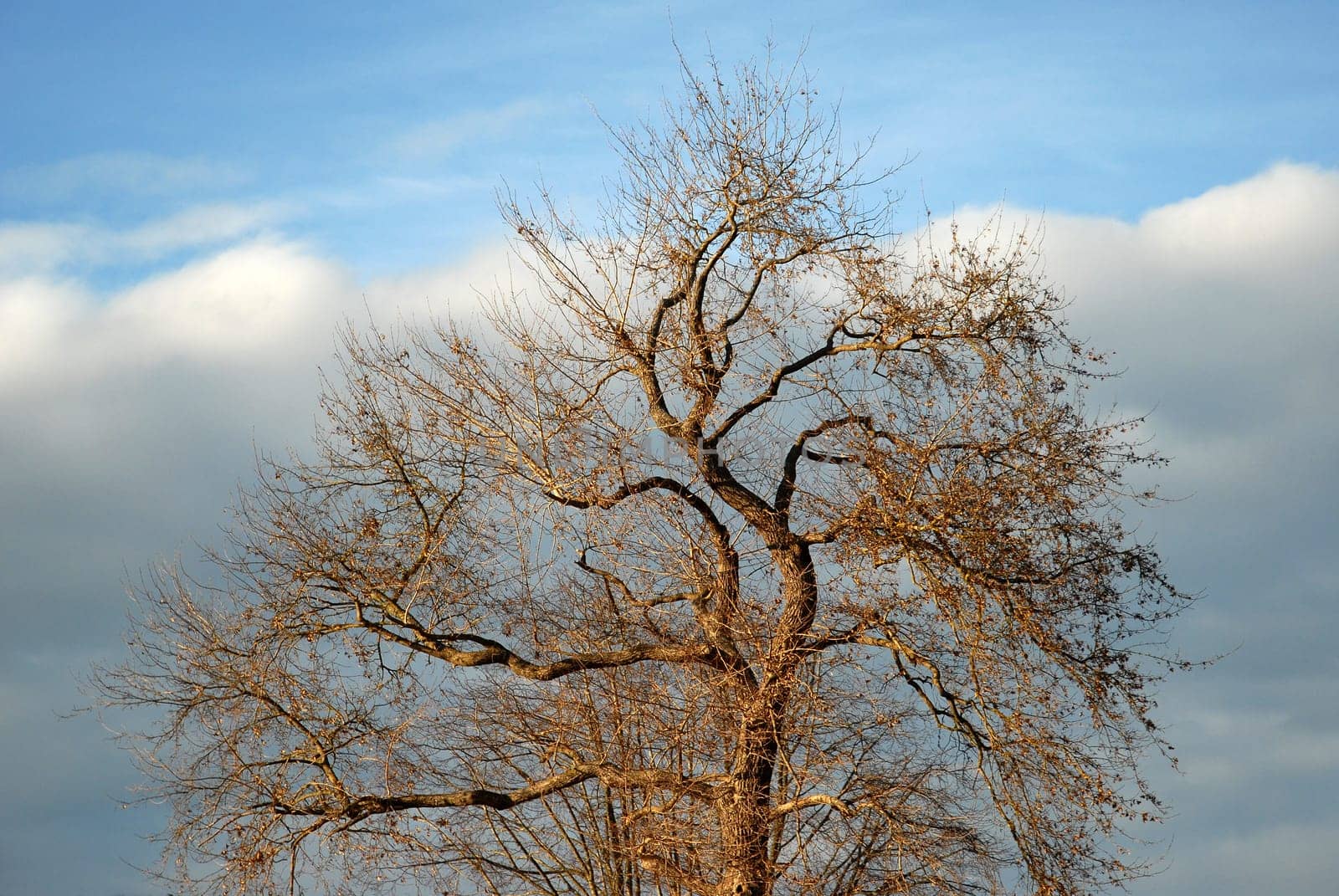 Tree in winter