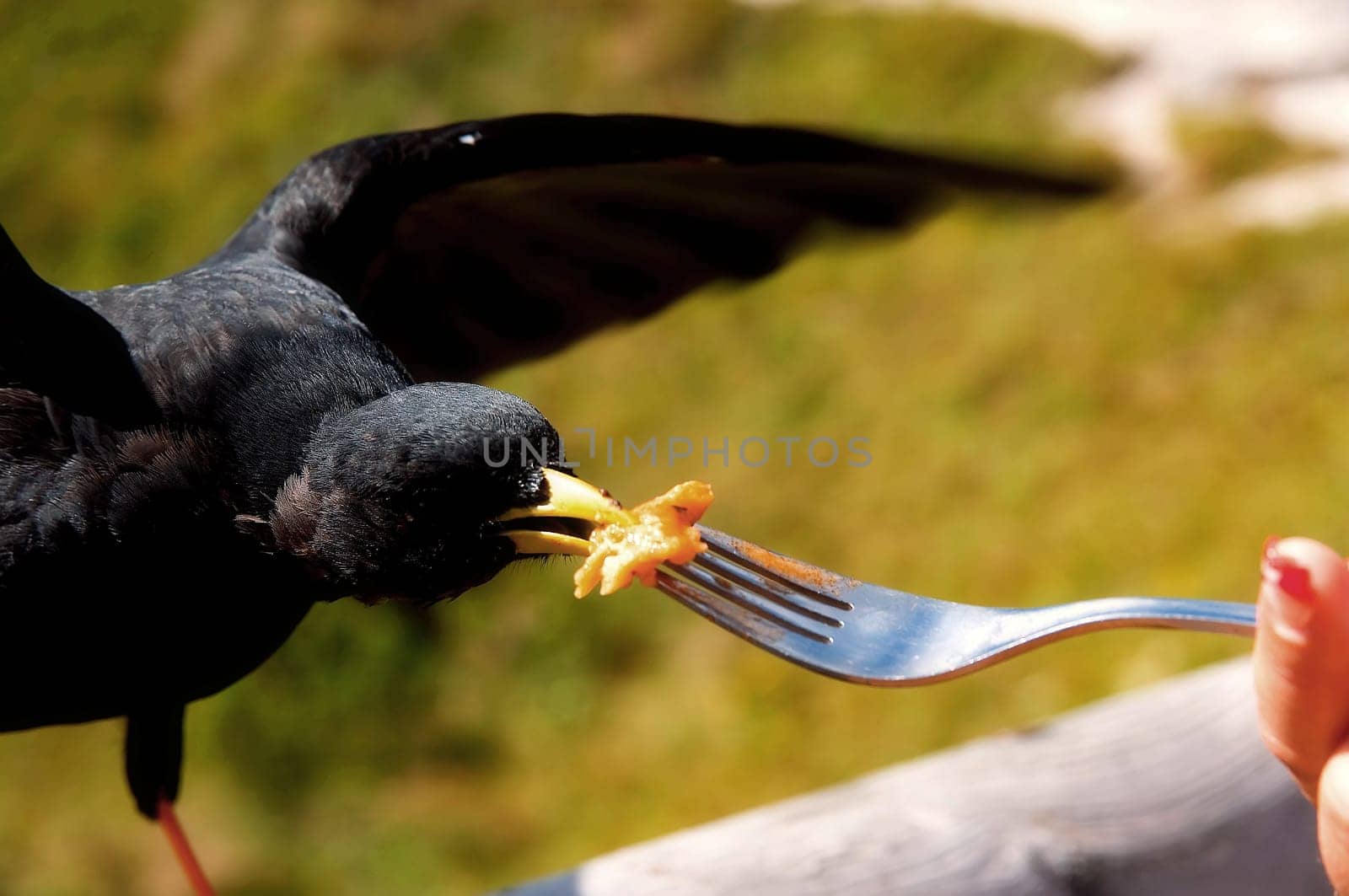 As on almost every mountain,in the mountains with an inn,there are also on the Jenner,these cute birds. As soon as you have something to eat on the table and they are already there. These cute birds are already so accustomed to humans that there is no problem with them.