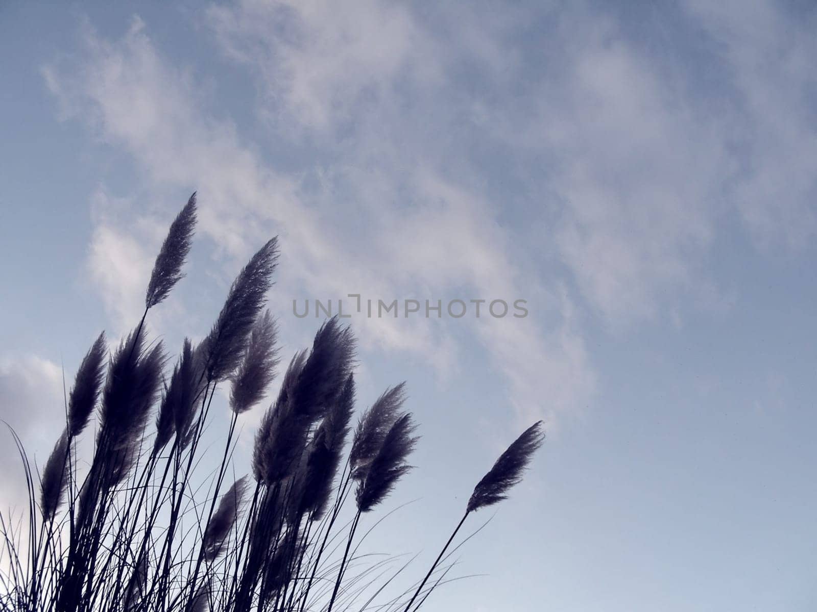 Pampas grass (Cortaderia selloana)