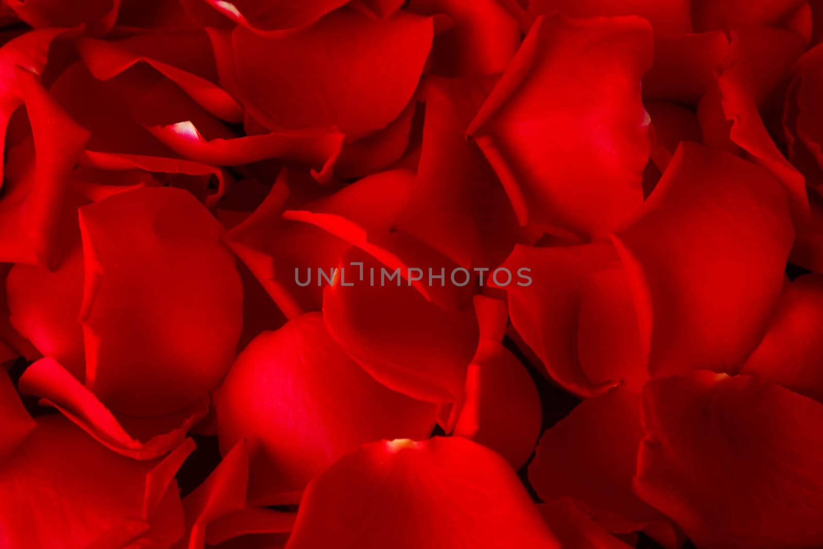 Rose petals