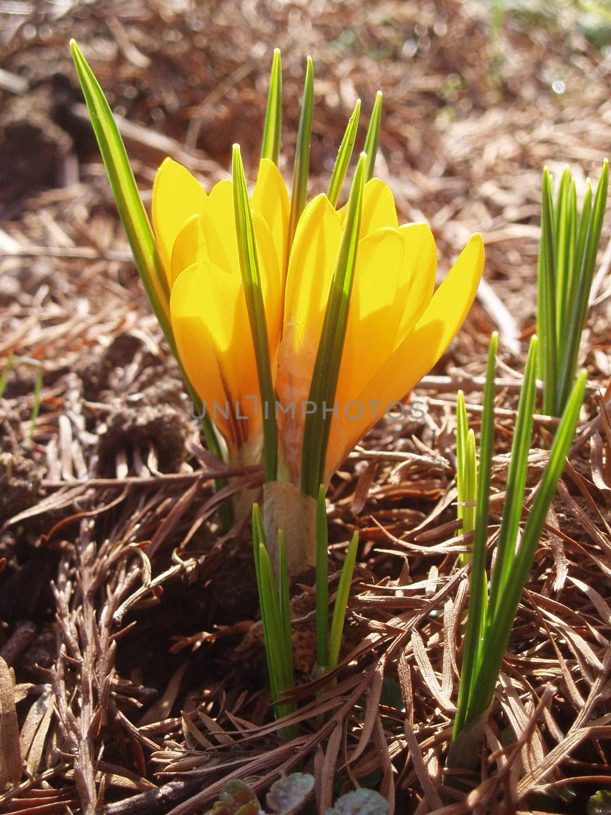 Spring Awakening