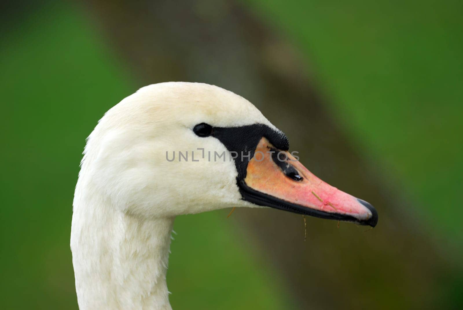 Swan