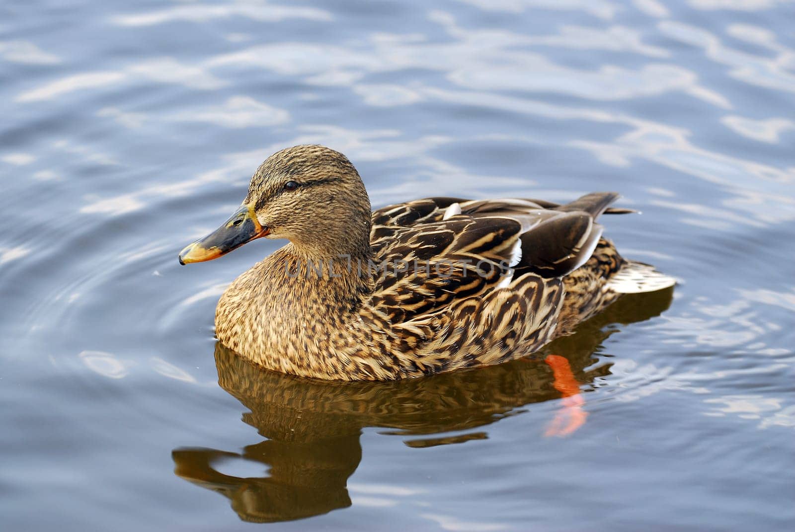 Duck mirrored