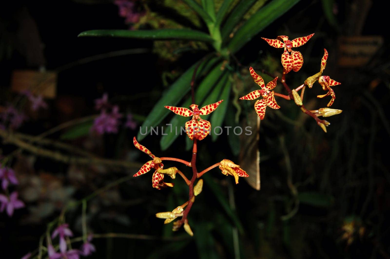 Renanthera monachica