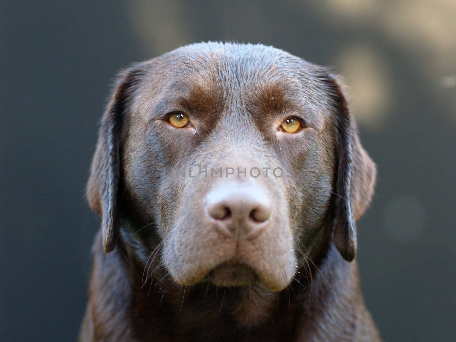 Labrador