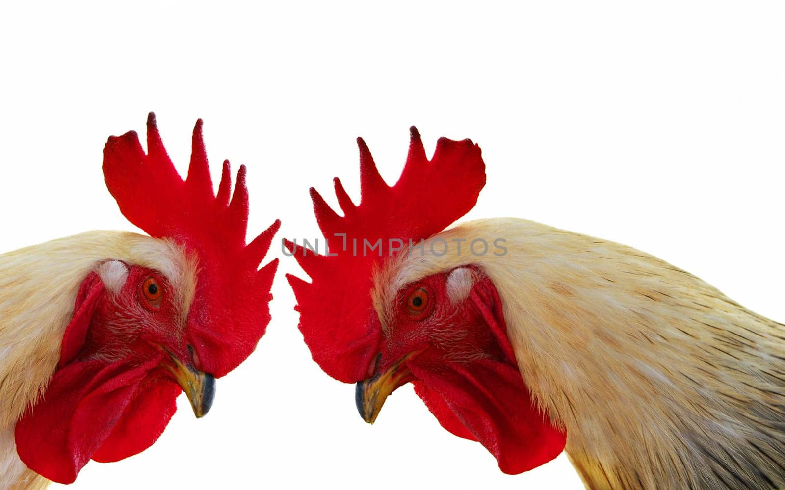 Squabbling cocks