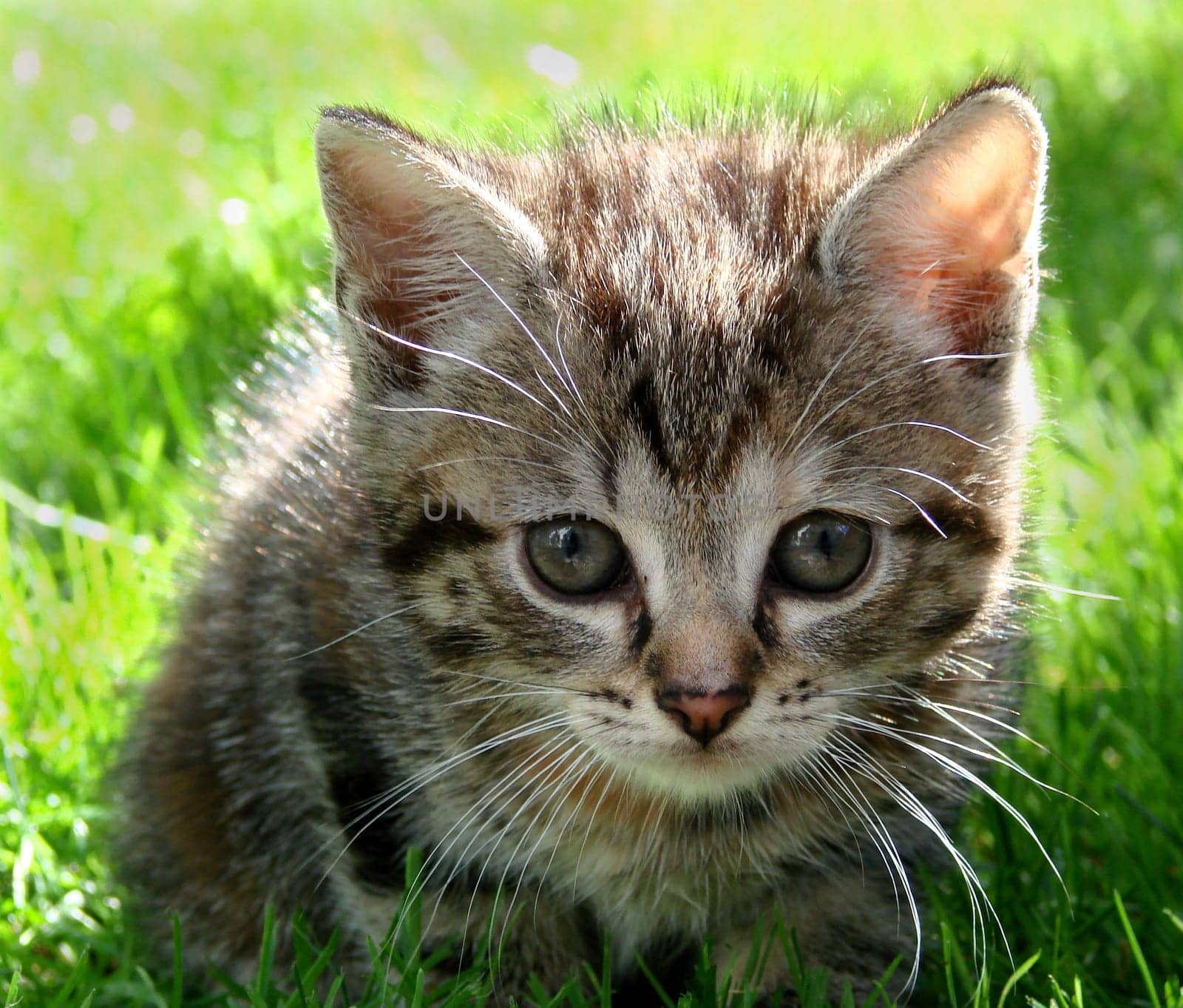 Kitten