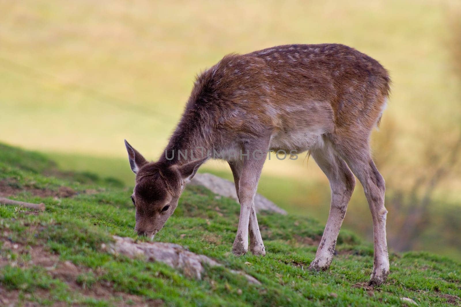 Deer calves