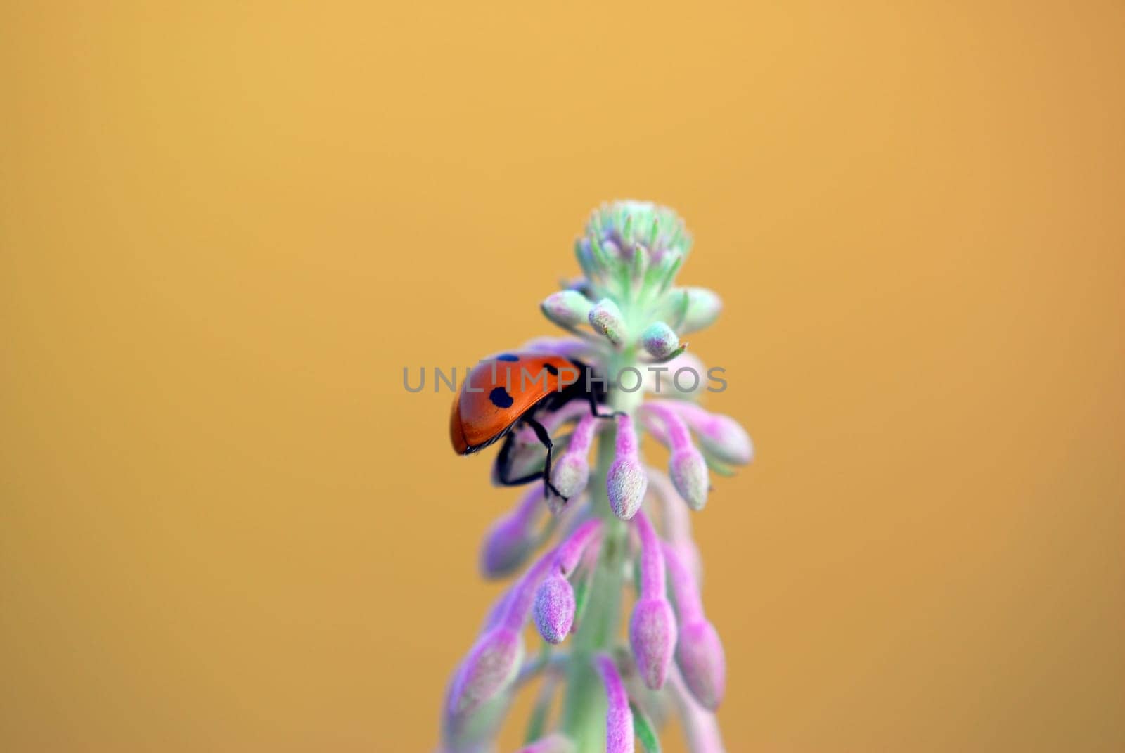 Ladybird