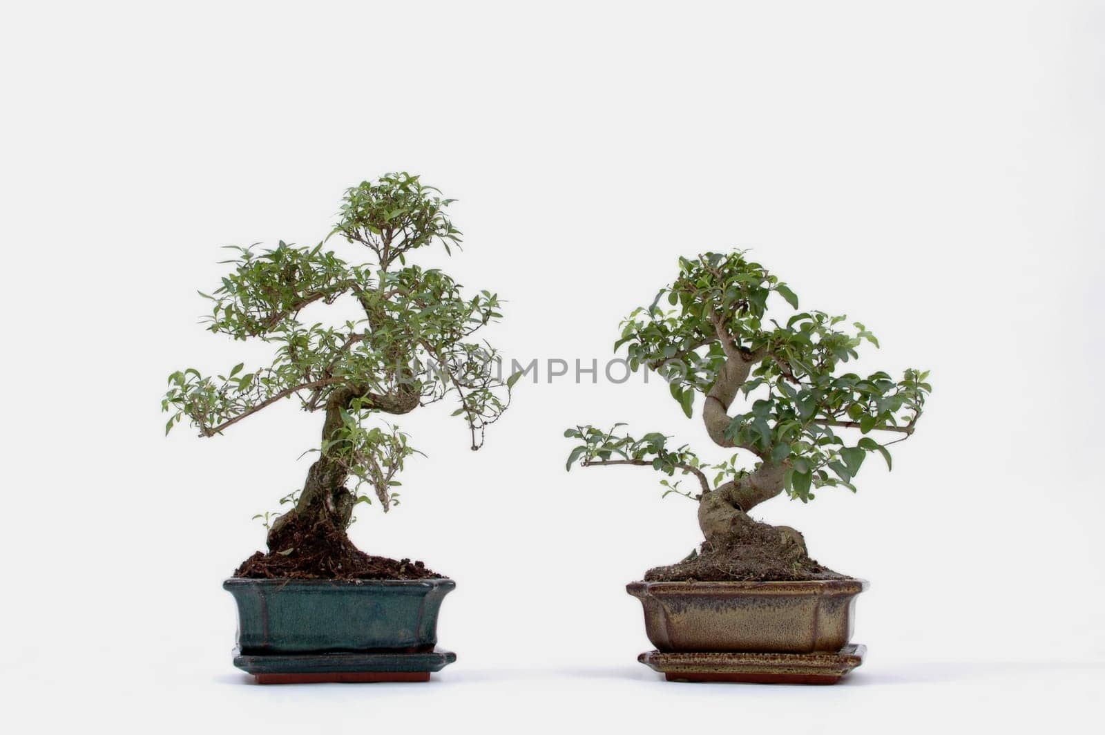 Bonsai