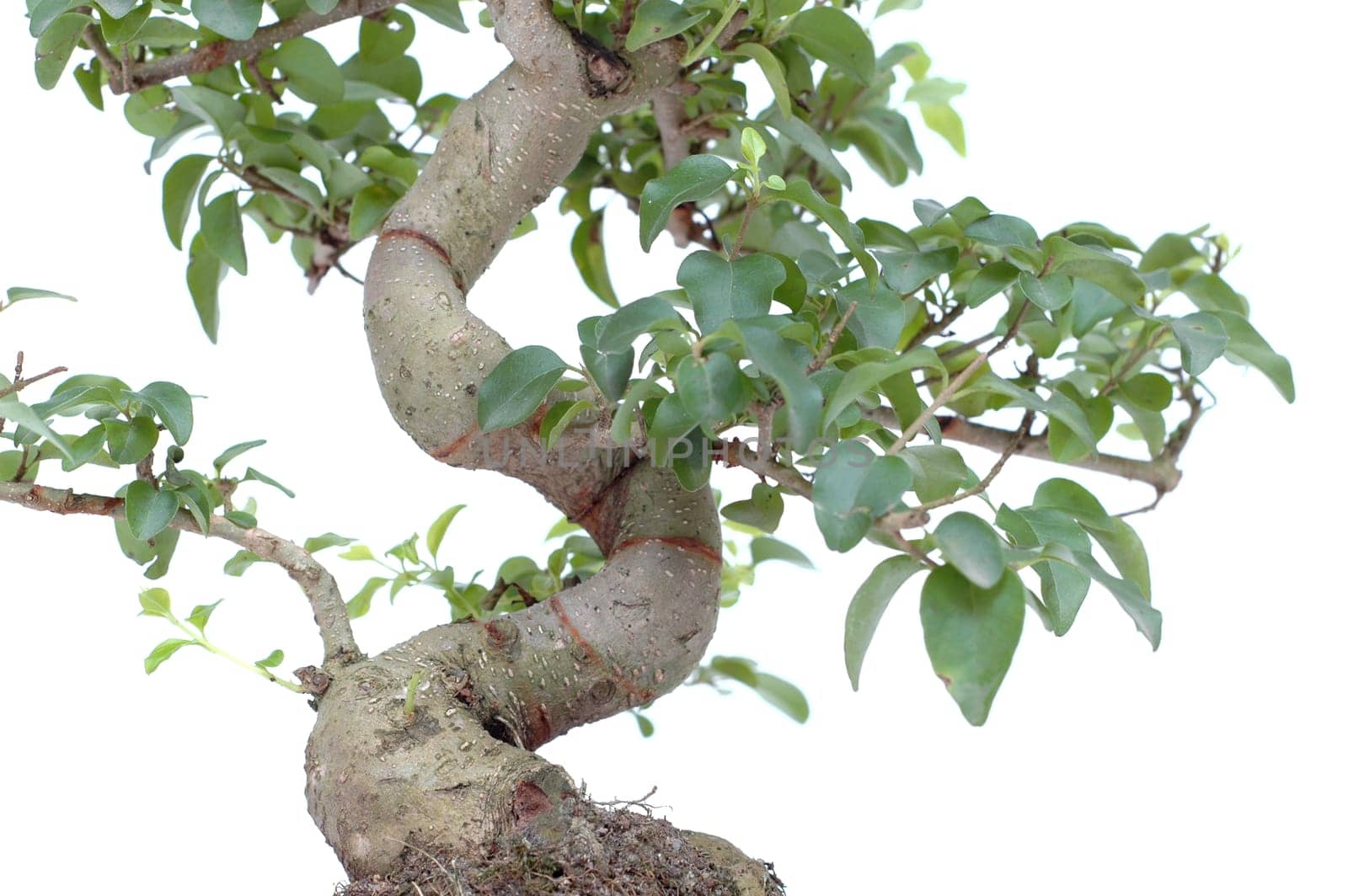 Branches