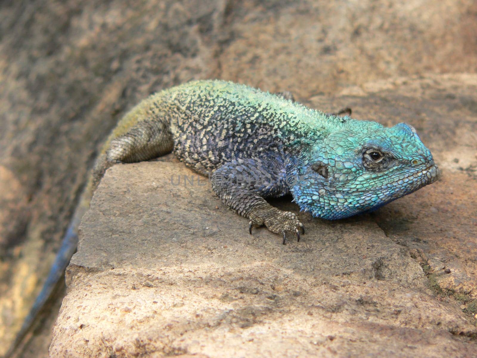 Excited chameleon in full color