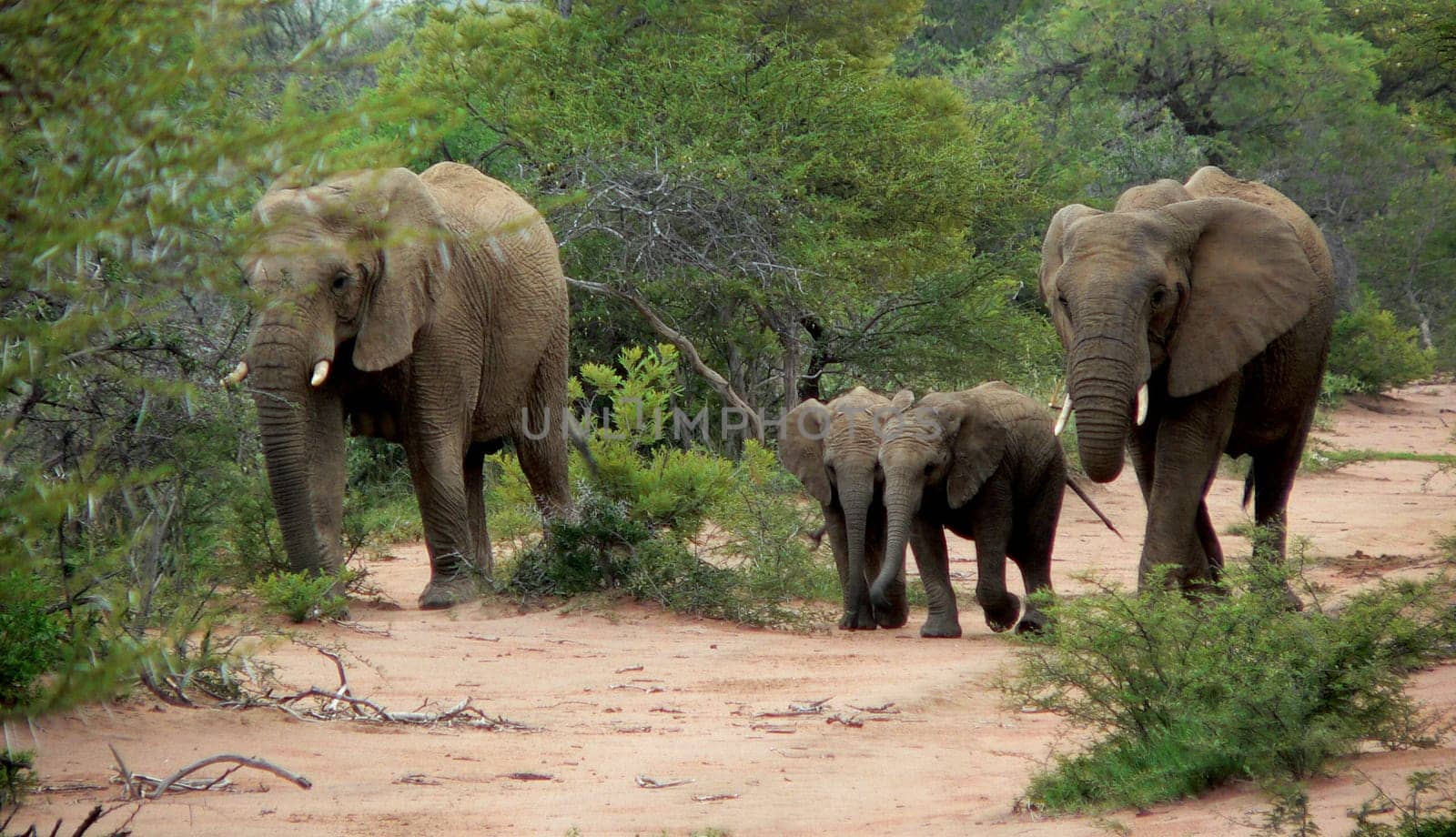 Elephants at Mabalingwe Nature Resort