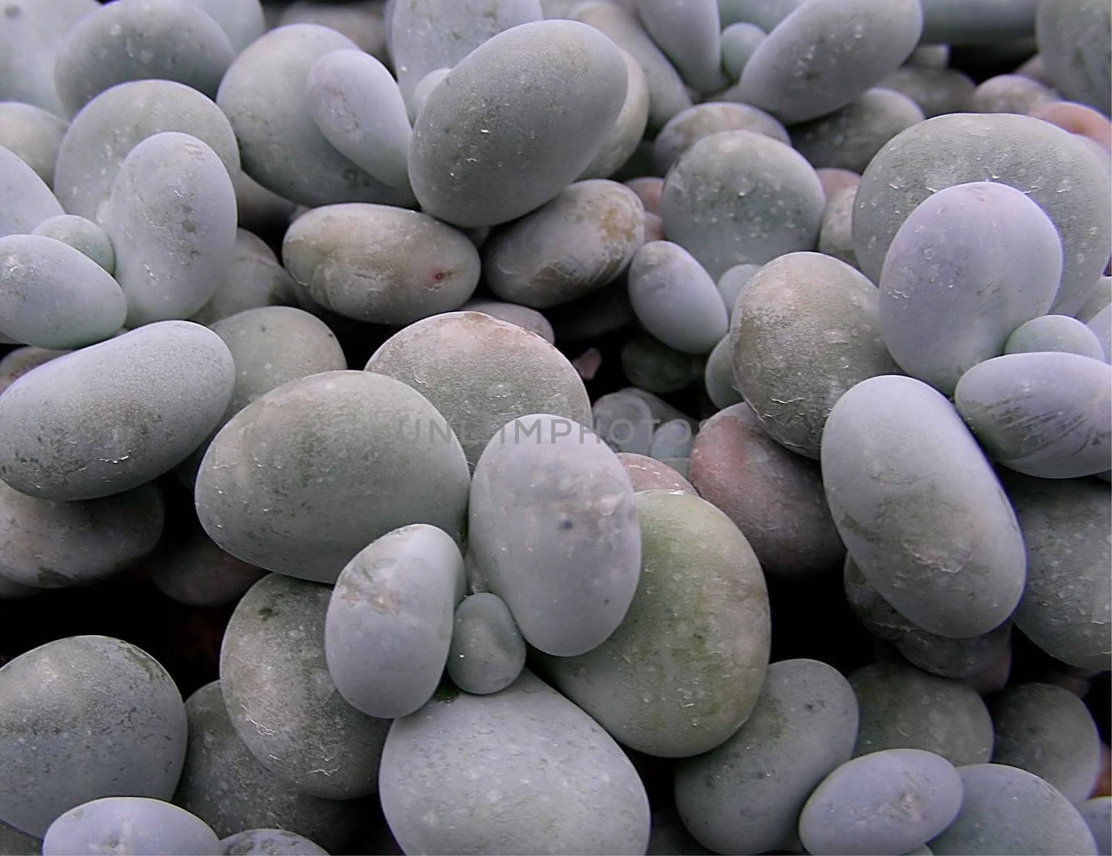 Pachyphytum oviferum (Crassulaceae) -------- The succulent plants of the genus Pachyphytum fascinate with their extraordinary appearance. Pachyphytum oviferum grows to a height of about 15 cm,is compact in stature and has fleshy,ovate,blue-gra