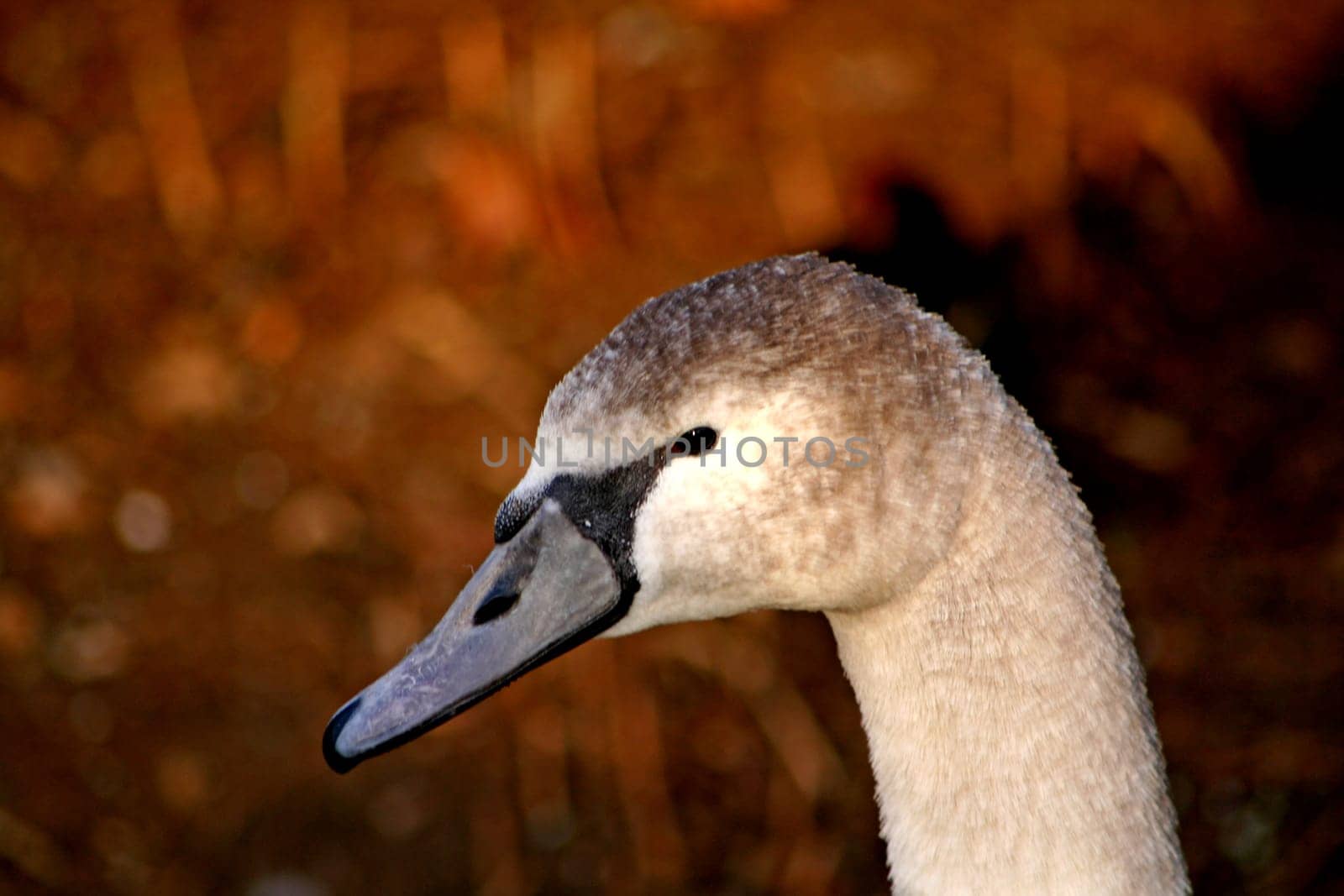 Swan's head