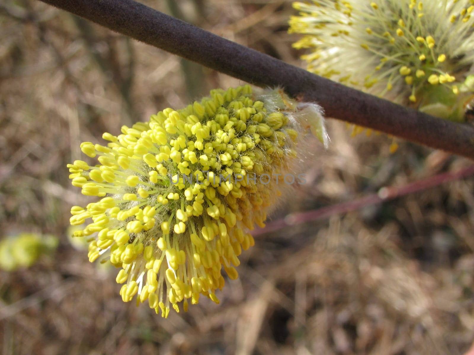 Goat willow