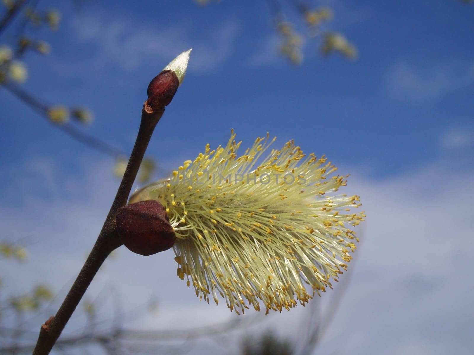Palm catkins bloomed