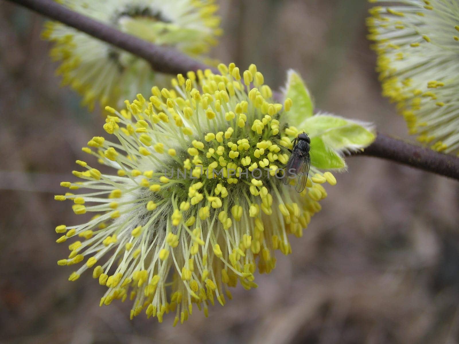 Goat willow