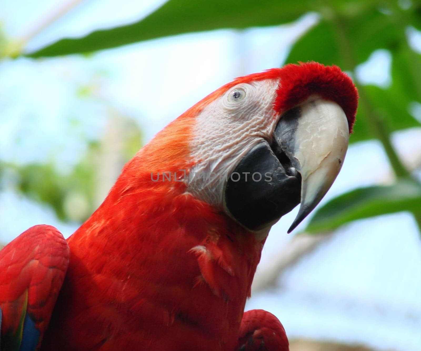 red macaw
