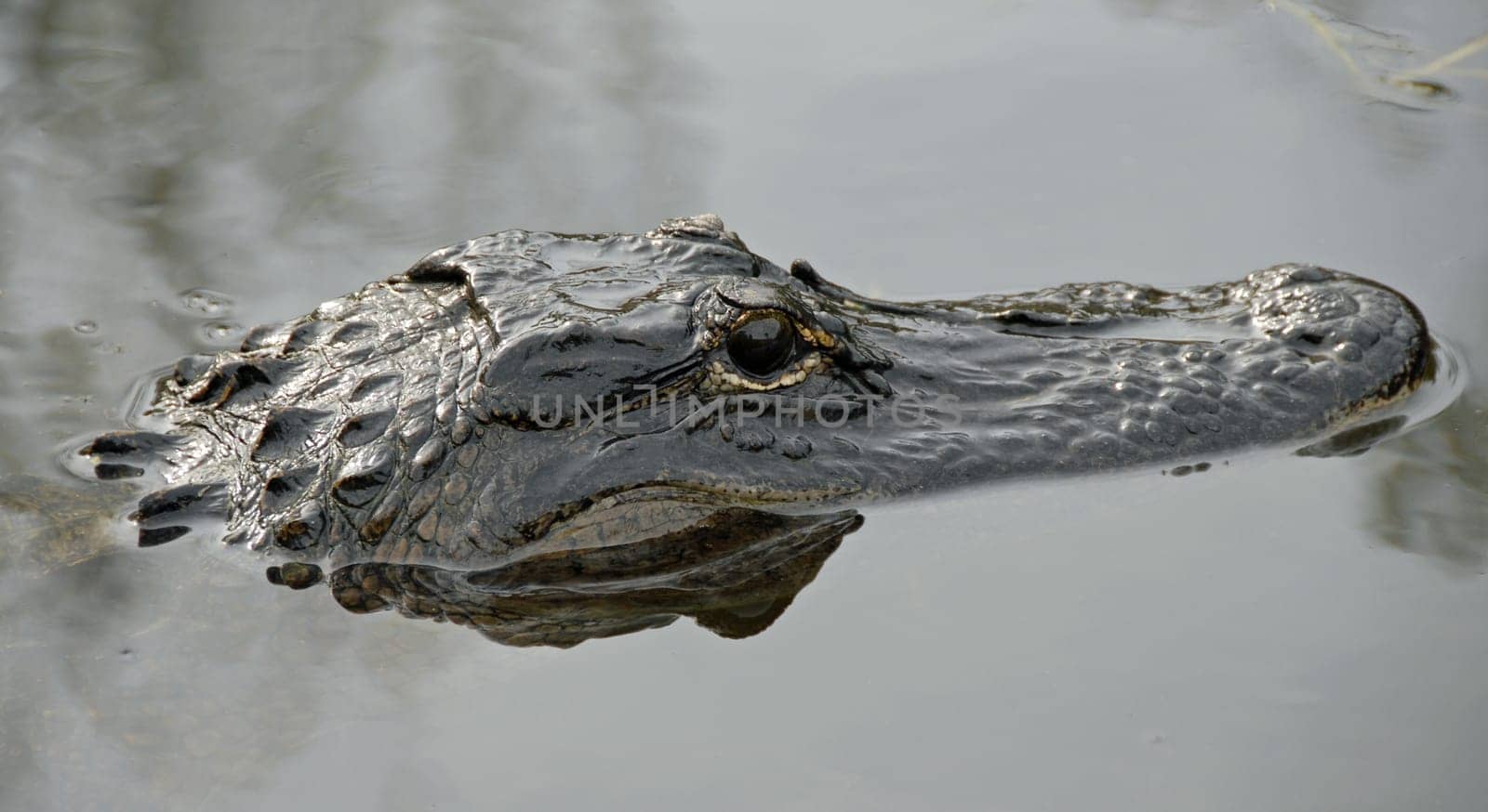 Not far from Miami is the Everglades,a huge nature reserve. This wetland,created by nature,is home to hundreds of species of fish and birds. The famous American Alligator is also at home here. All