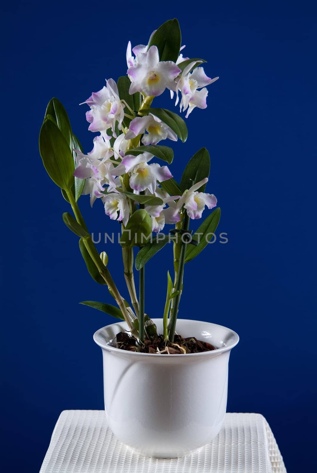 Dendrobium