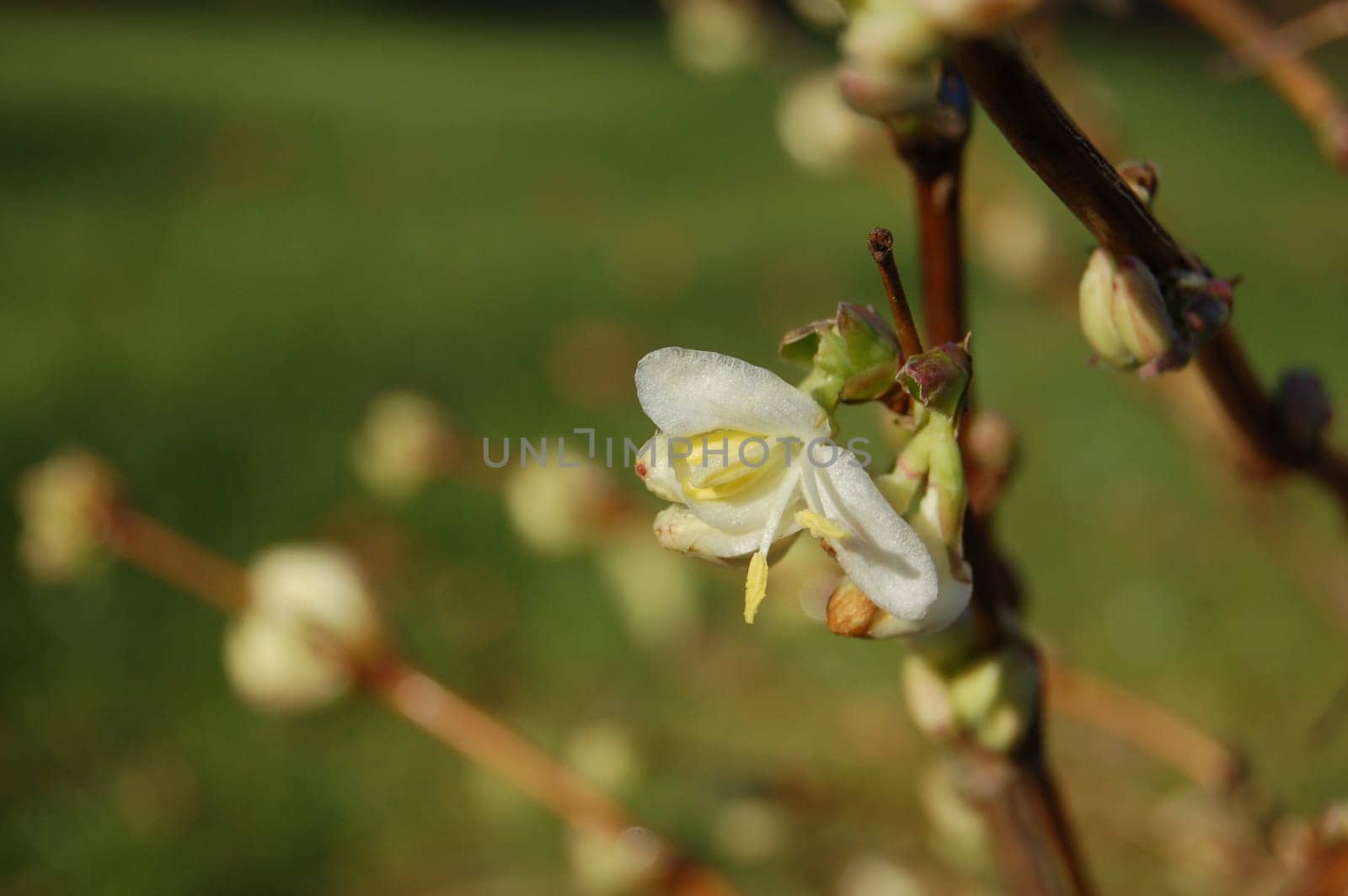 in warm winters like this,the flowers appear from December - January