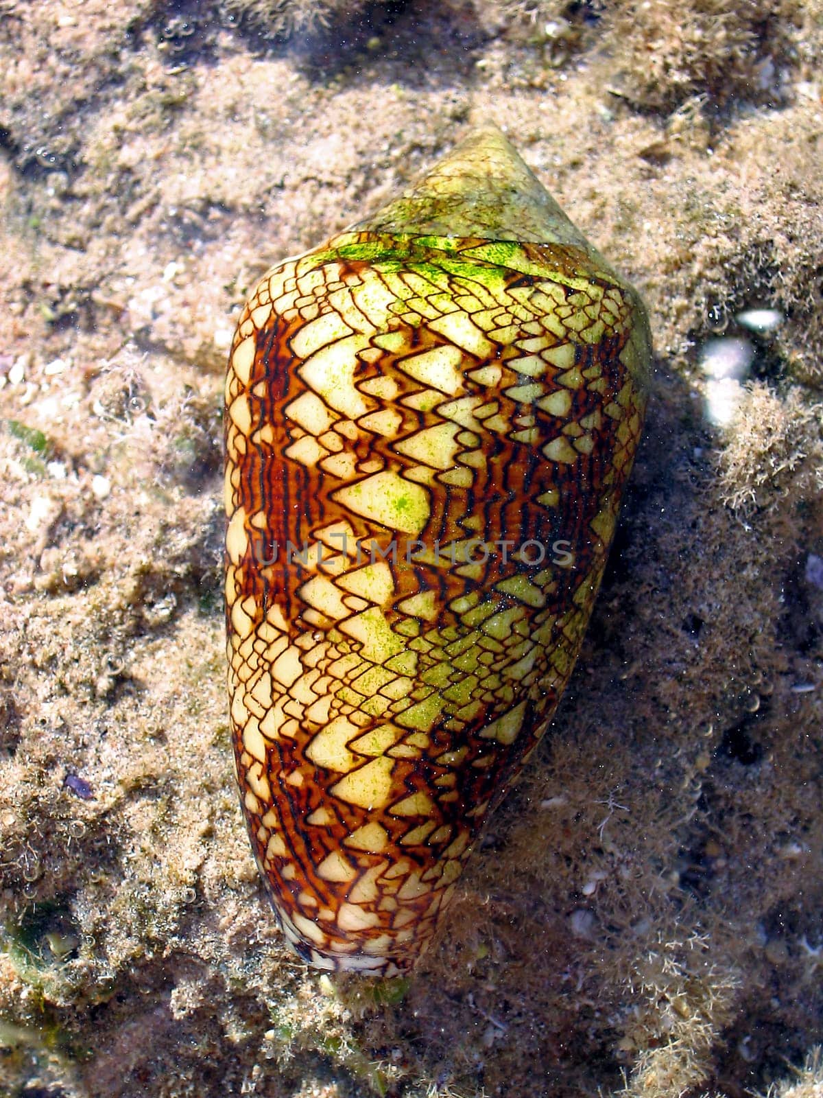 Photograph from Dahab,Egypt World's most poisonous snail