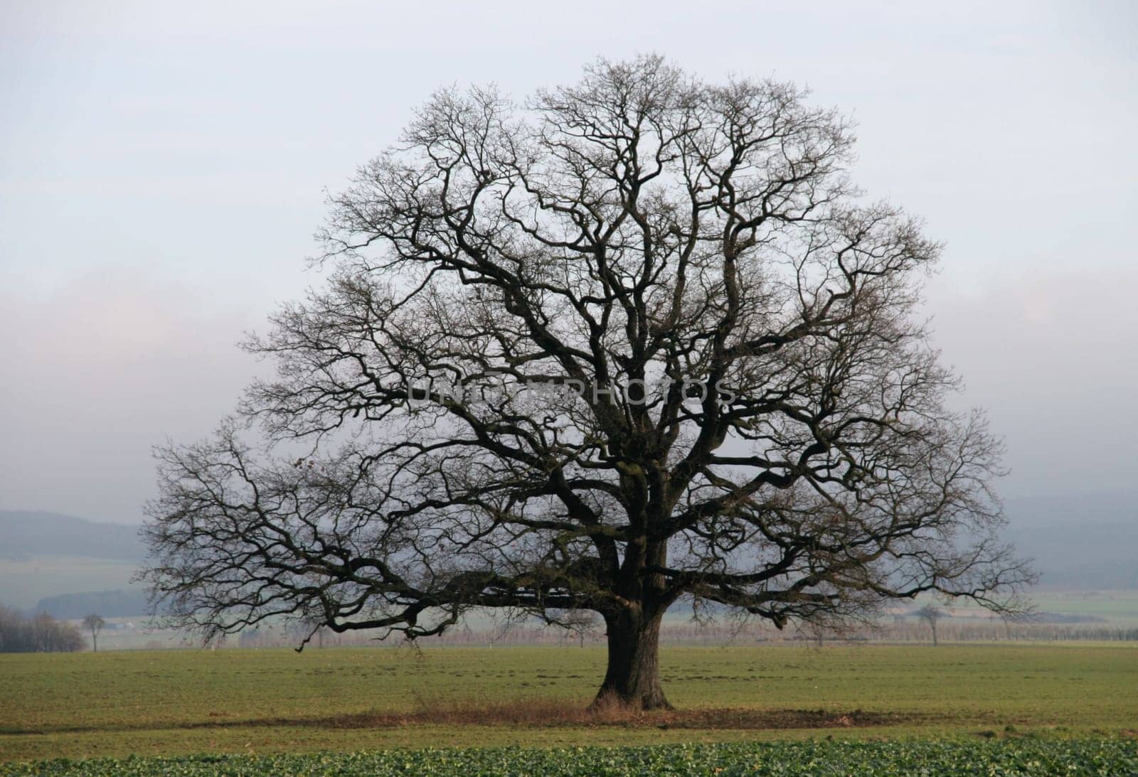 A tree... Once again for Makandy and Rolli-Ro... with a warm greeting from the people of Paderborn