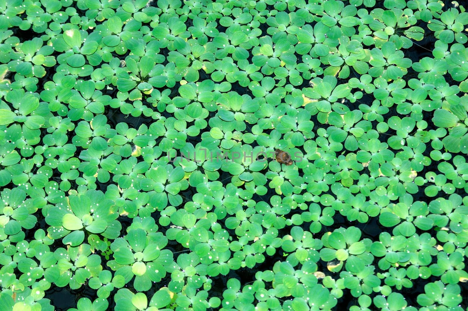 Carpet of floating plants