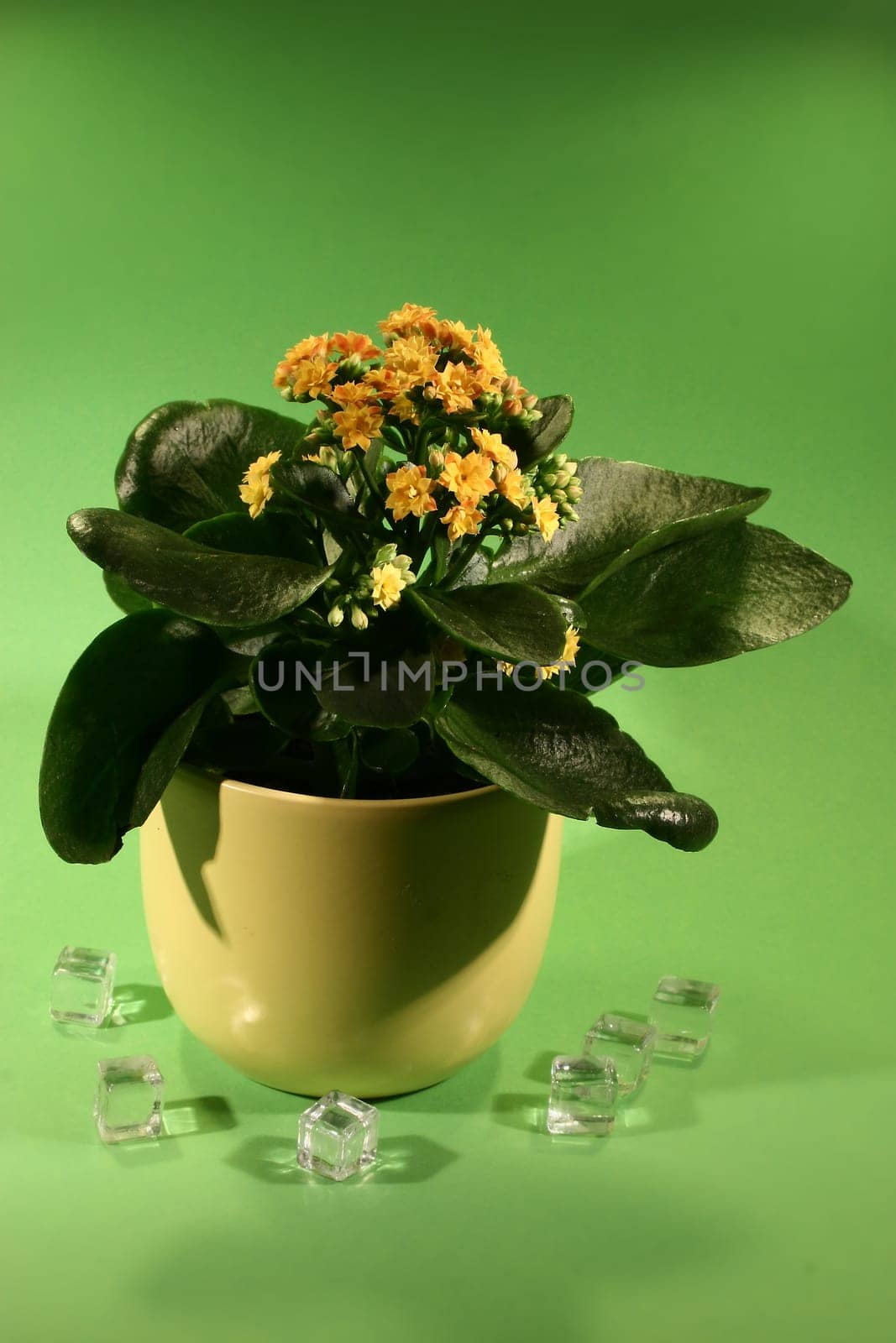 Kalanchoe