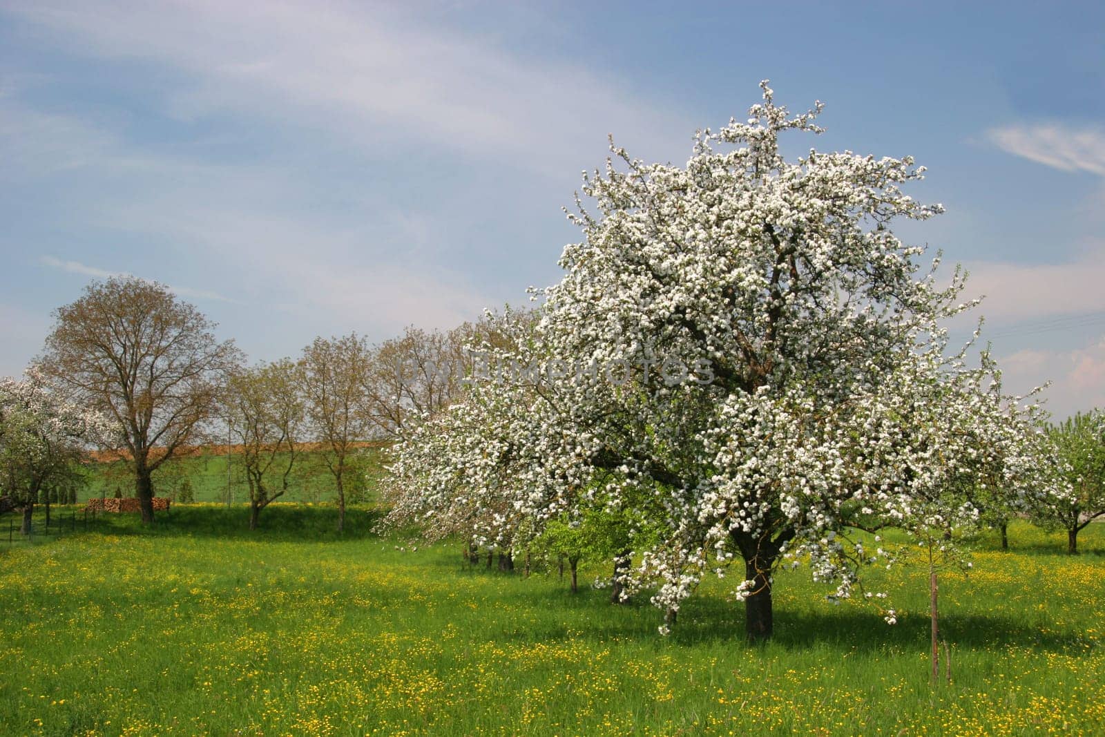Cherry tree in dandelion meadow