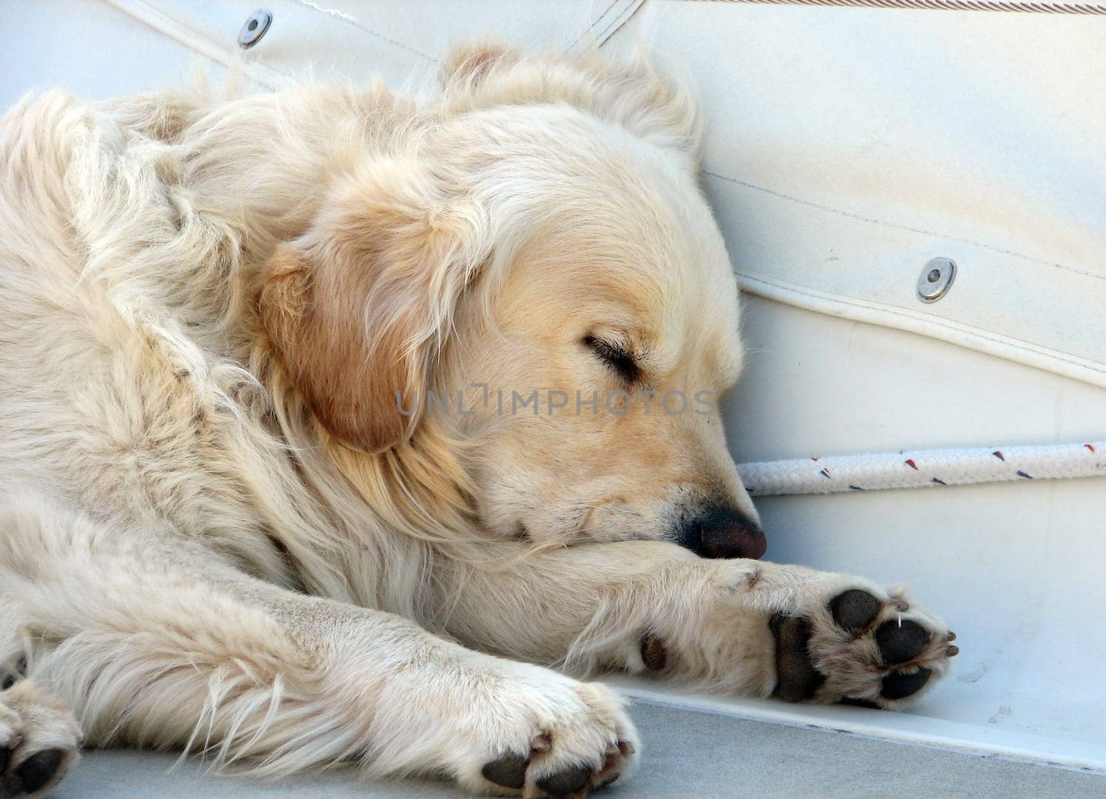 The sleeping on-board dog. The Golden Retriever is an intelligent,joyful dog that does not mind extreme,wet and cold weather conditions. However,this is countered by a relatively high sensitivity to high temperatures