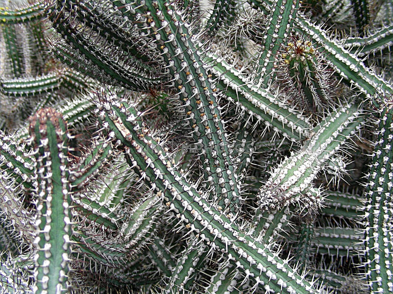 Origin: Northeastern Kenya (Baio Mountain and surrounding mountain peaks) ---------- Euphorbia are very diverse. Almost half of the more than 2000 species are xerophytic. Very many species - like the one shown here - are succulent and thorny. She remembers
