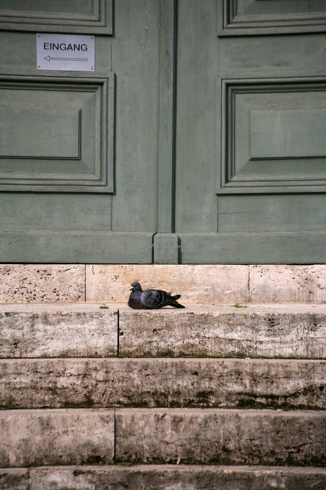 Dove on the steps of the Herder Church in Weimar