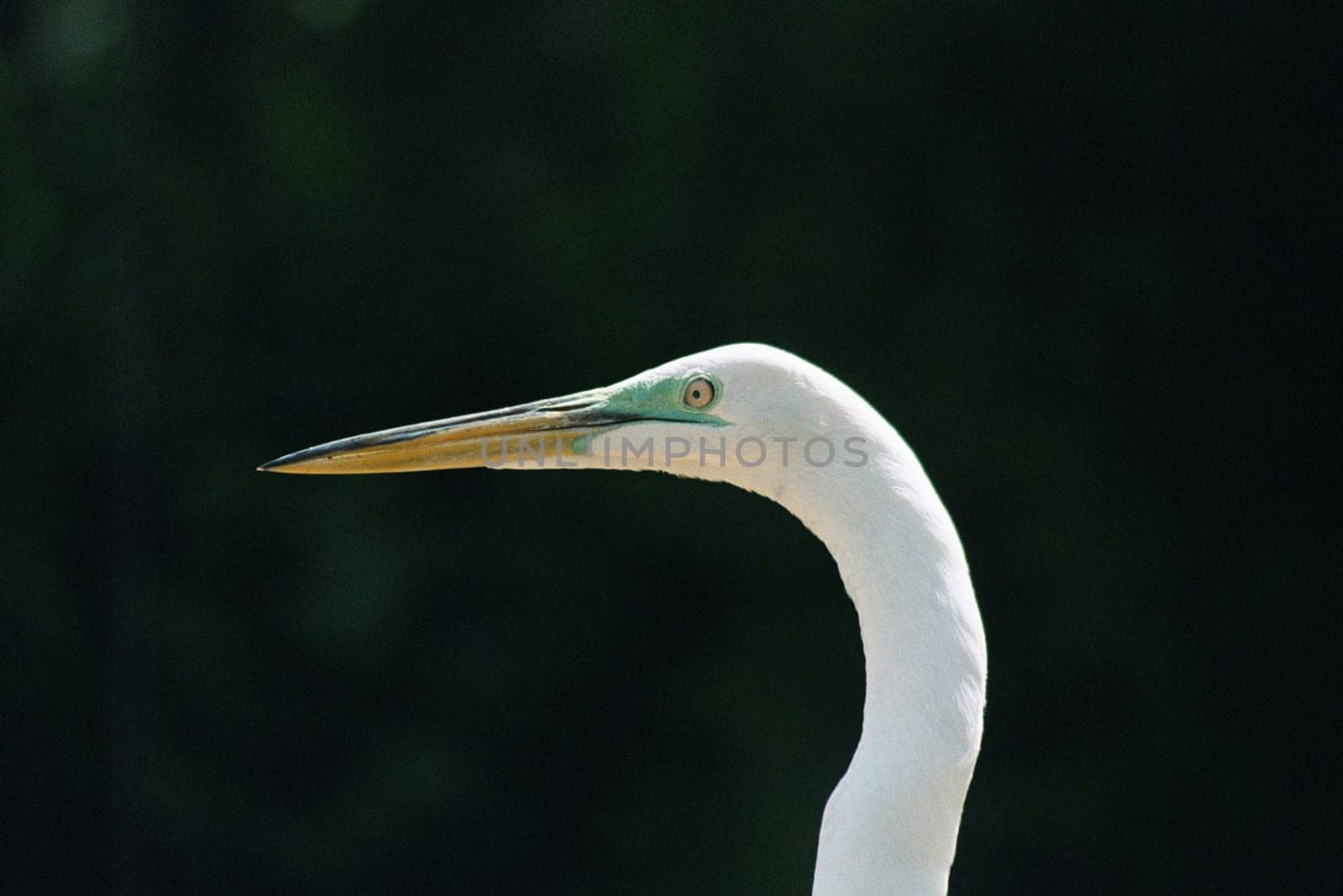 Heron