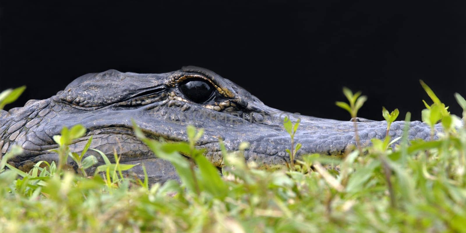 With a little courage you could almost have made a macro  -) I could have stroked this alligator without any problems.