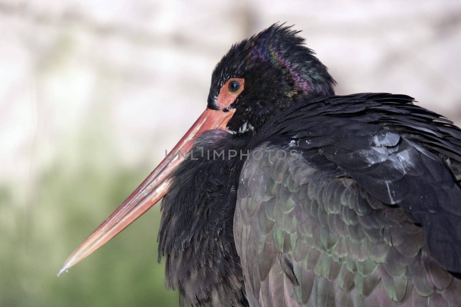 Black Stork II