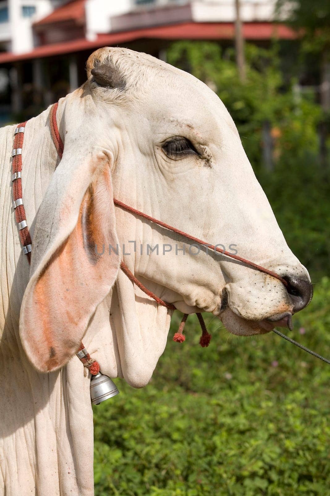 Cattle