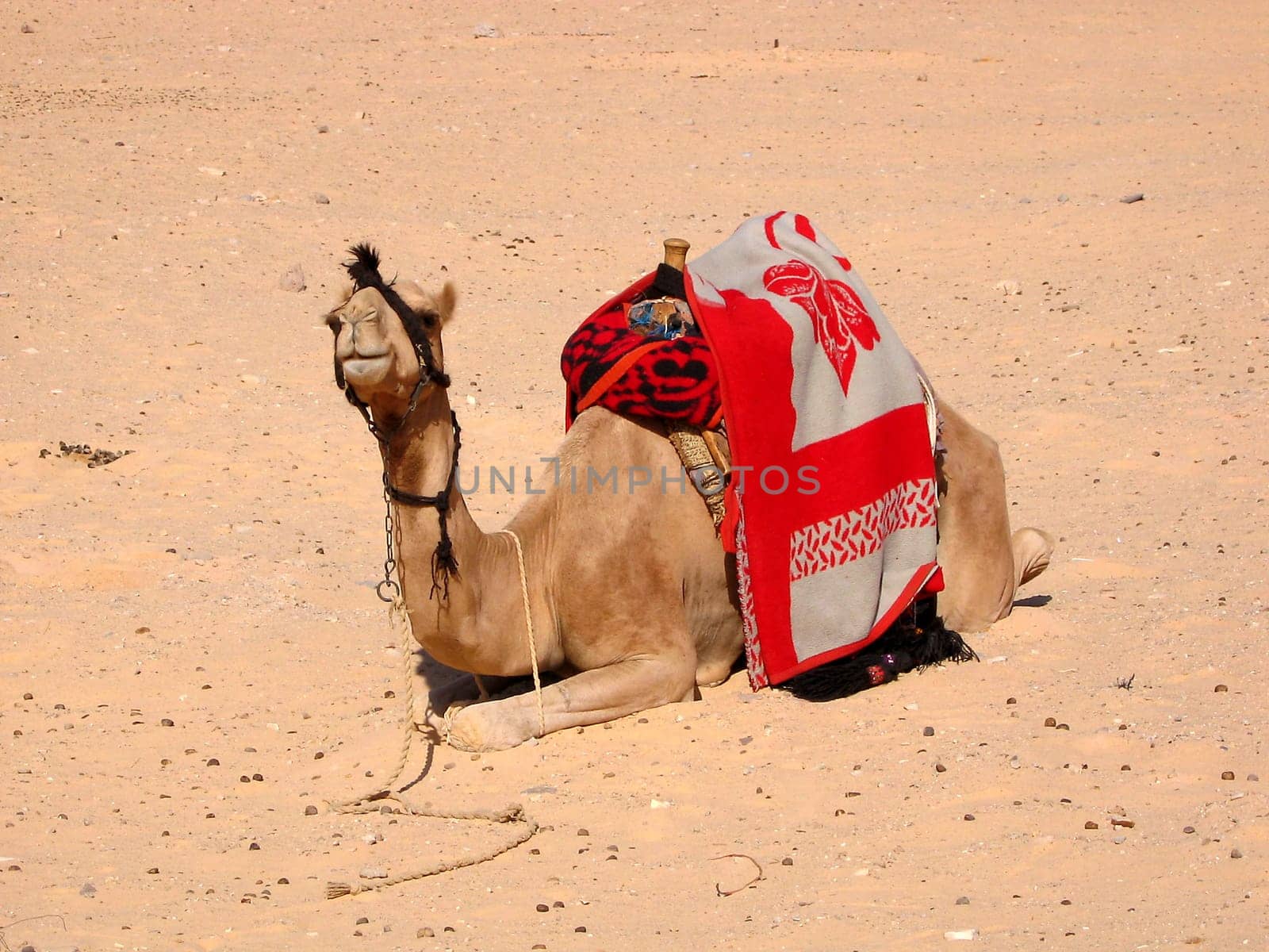Bedouin camel near the White Canyon in Sinai
