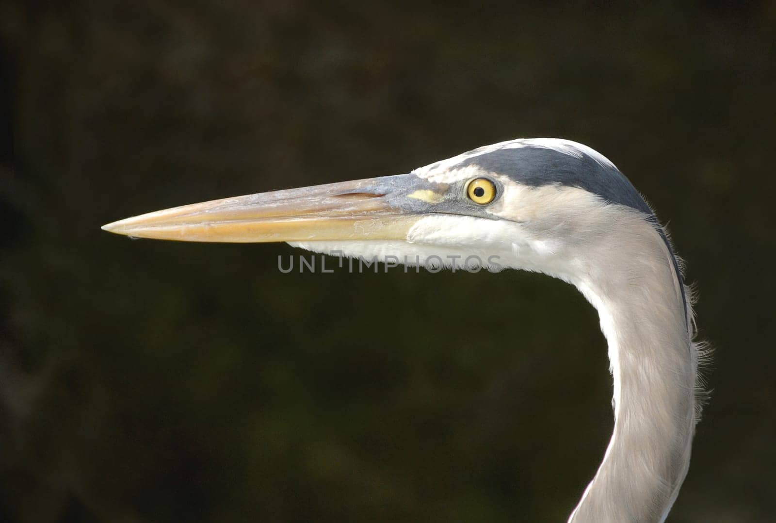 This heron species is quite rare and difficult to find on the banks and mouths of rivers and the brackish water areas of the coasts.