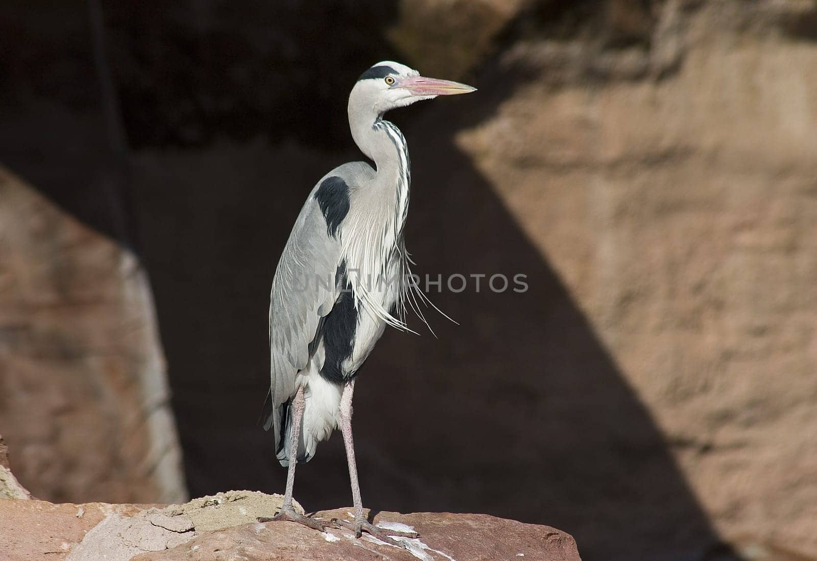 Grey Heron II