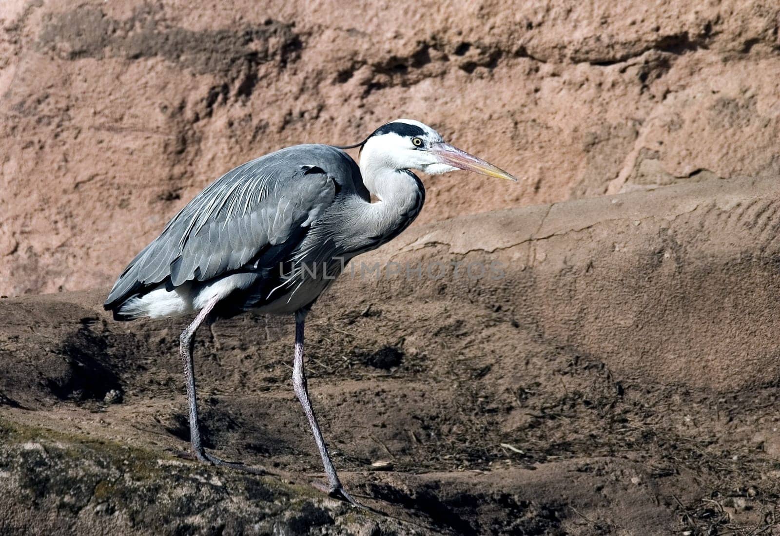 Grey heron