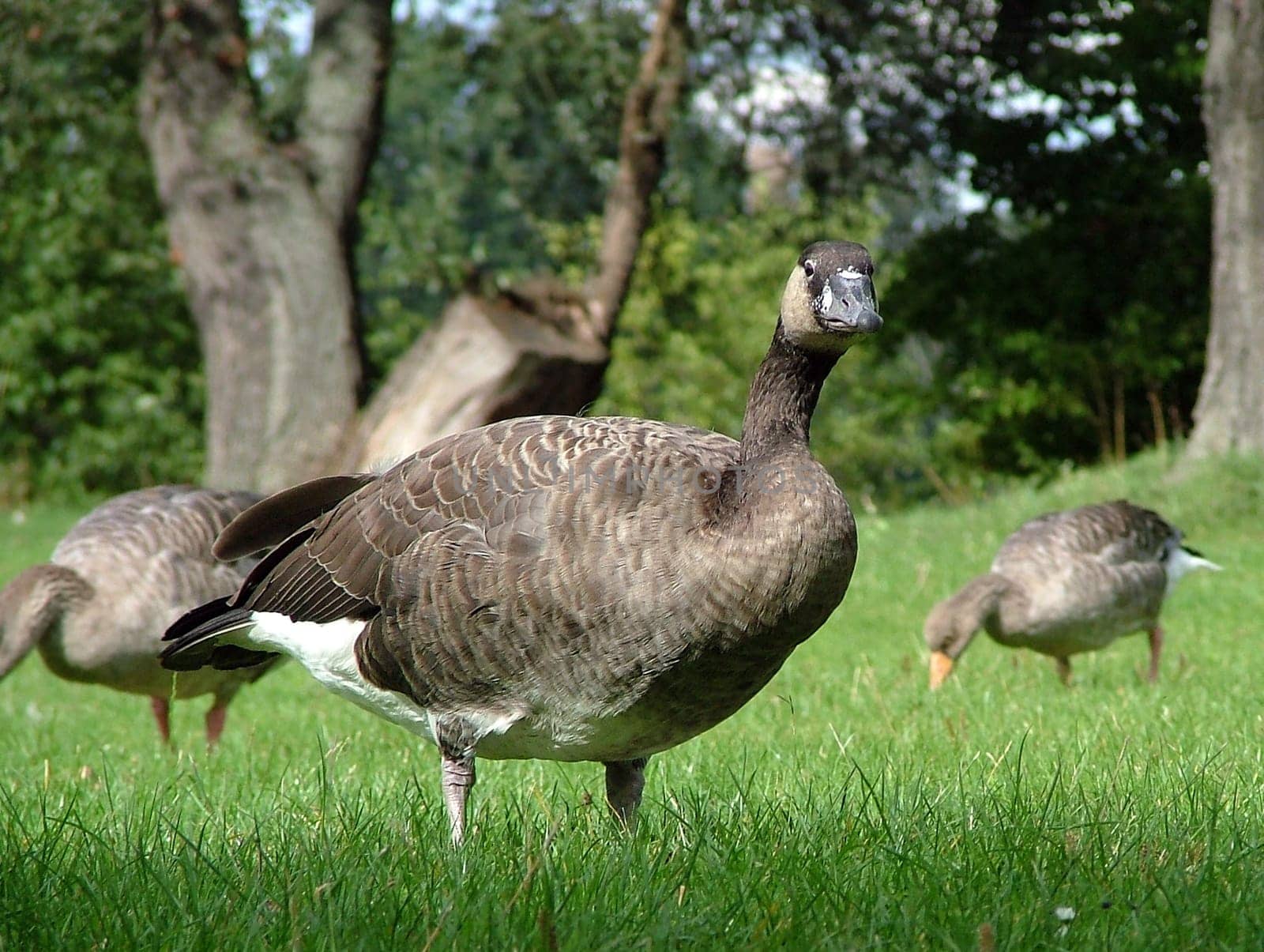 Greylag Goose II