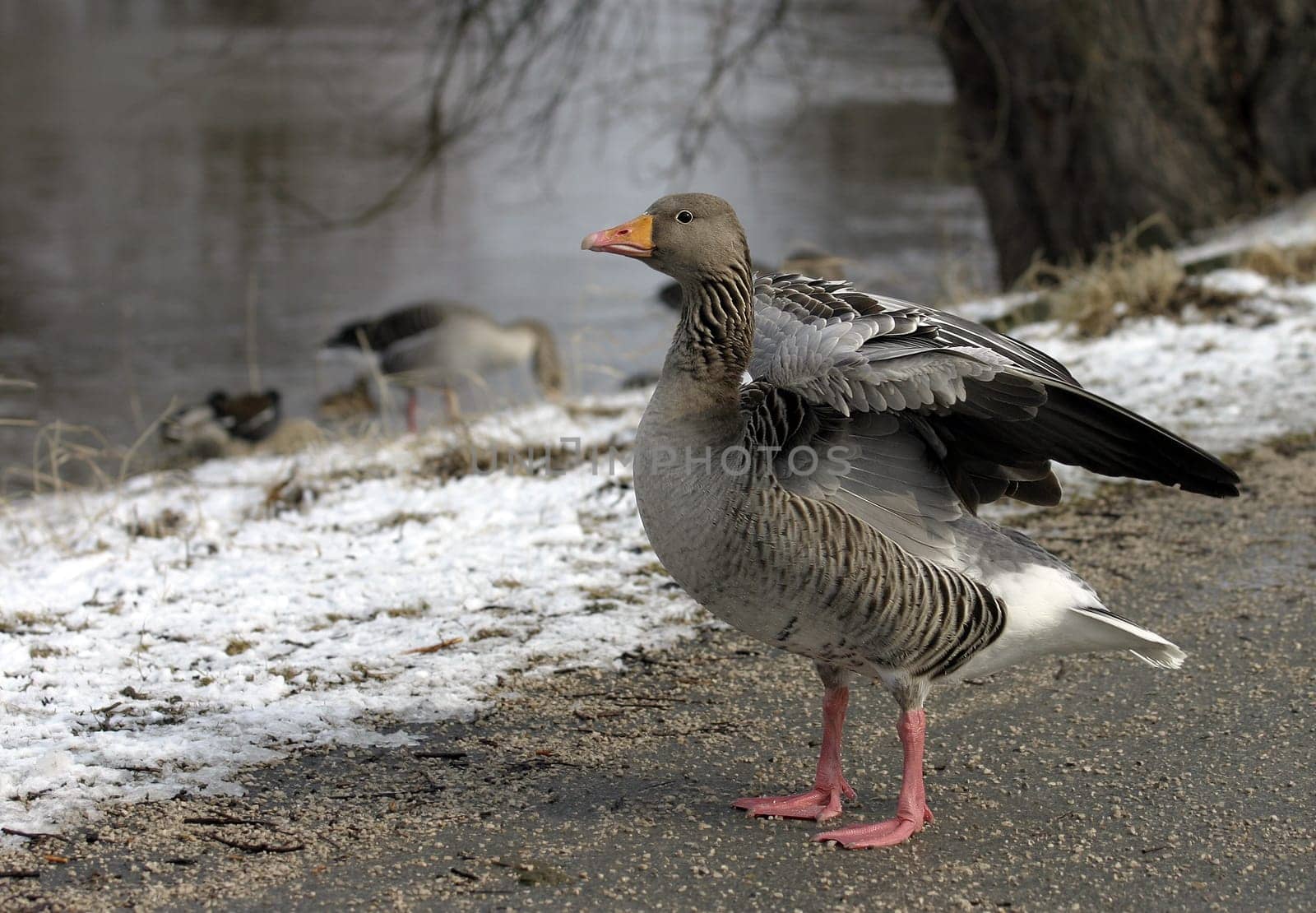 The greylag goose is lighter than the other grey geese. The neck appears relatively thick and slightly longitudinally striped due to the streaky arrangement of the feathers. The forewings are conspicuously light and the belly has more or less pronounced black spots