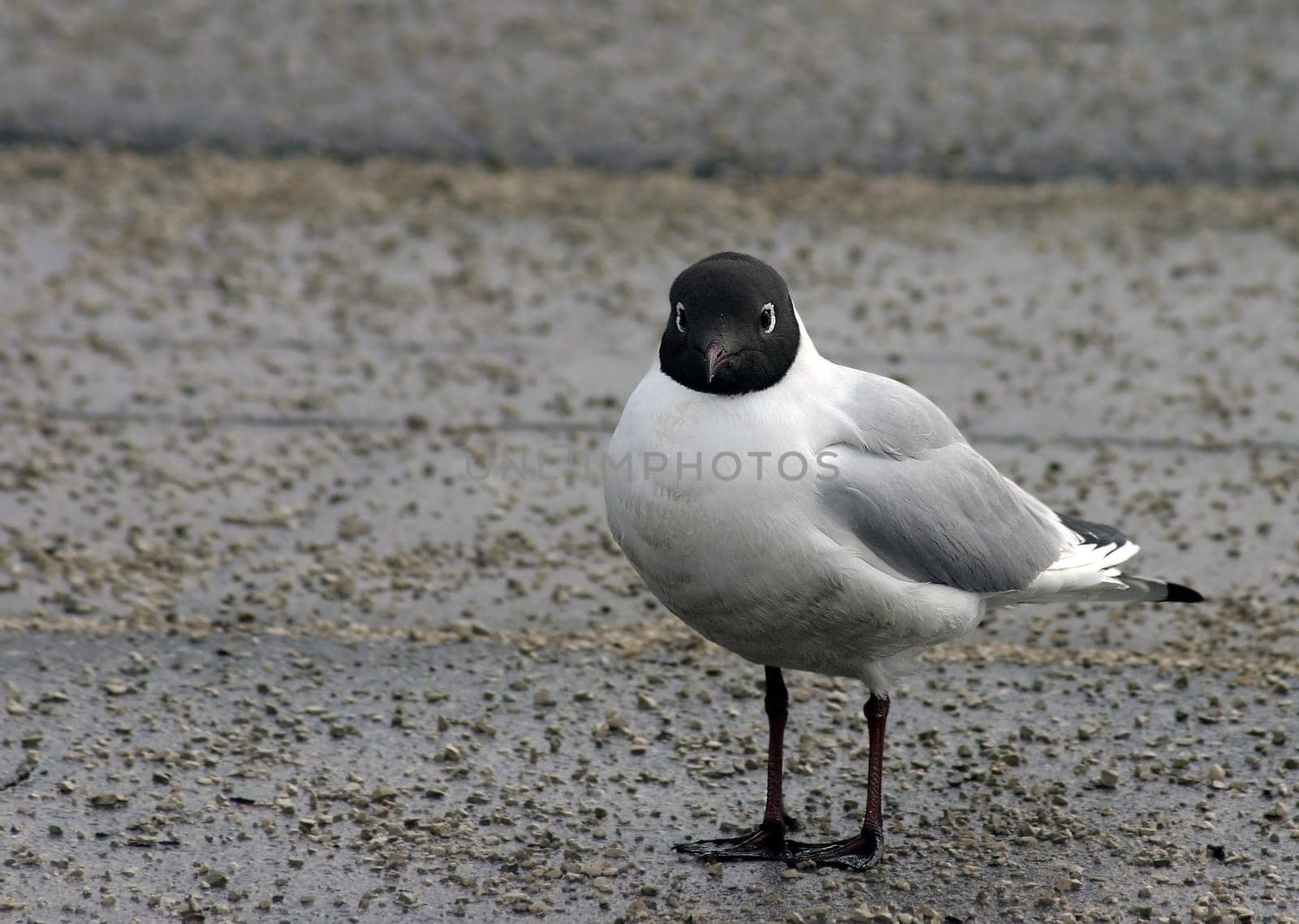 The adult black-headed gull grows to a height of about 35 to 38 cm and reaches a wingspan of 95 to 105 cm. It weighs from 200 to 400 g. The plumage of the black-headed gull is white in color. The upper side of the wings is light gray,and the tips are black. The beak