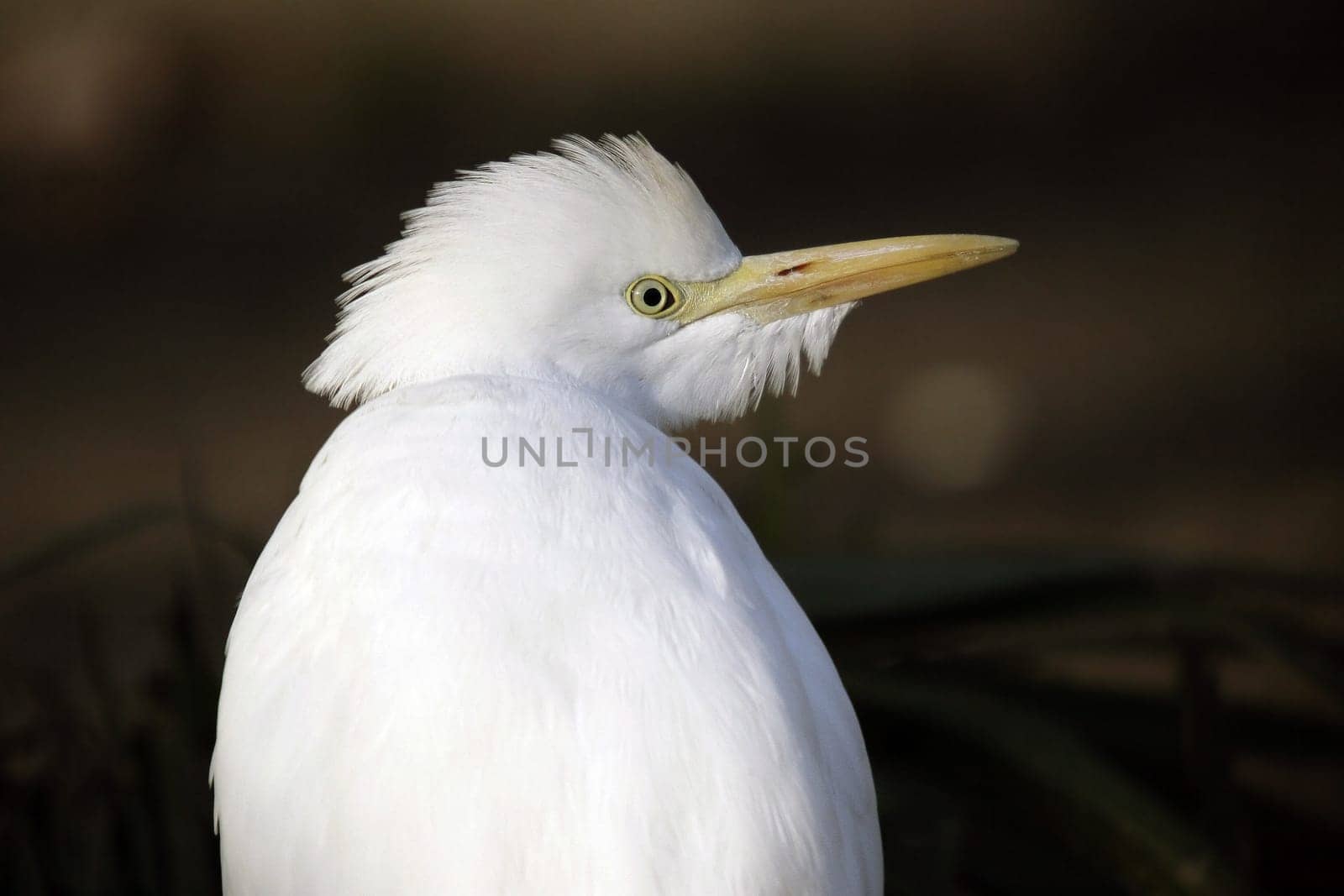 Cattle egret