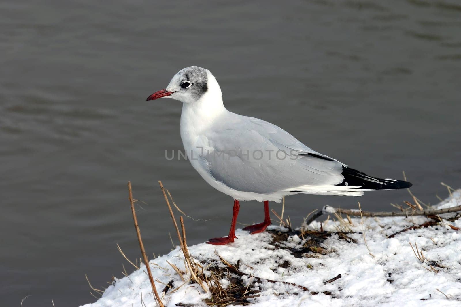 Black-headed gull