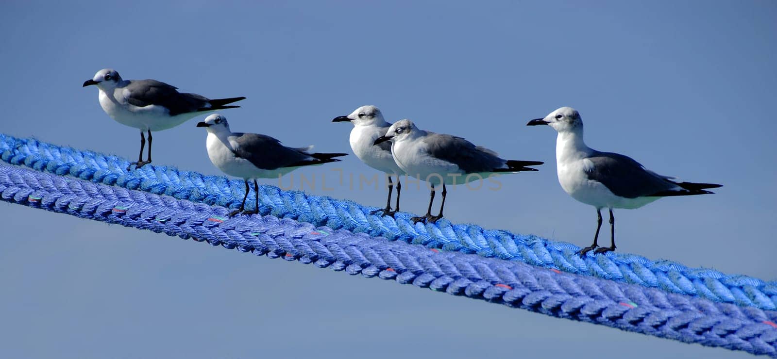Seagulls waiting for tourists. Woe betide the one who holds something to eat in his hand. They attack unrestrainedly until something falls out of your hand and they reach their goal - to feed themselves full  -)