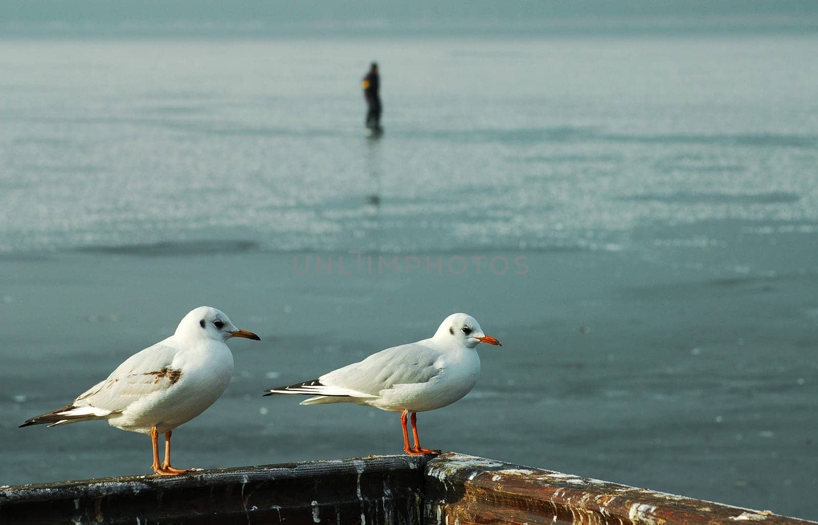 The Observer